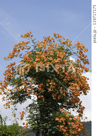 木に絡まり青空に映えるノウゼンカズラの花 119717175