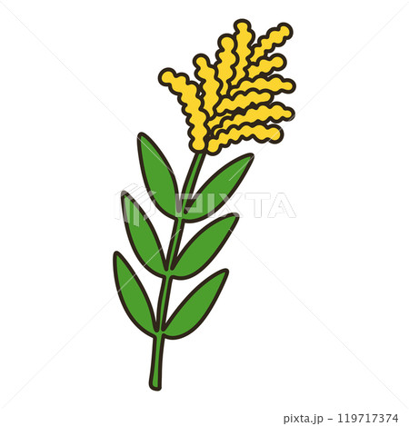 セイタカアワダチソウ 119717374