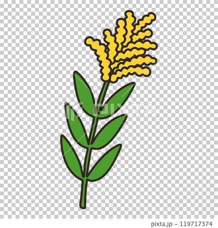 セイタカアワダチソウ 119717374