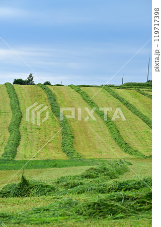 牧草の刈り取り 119717398