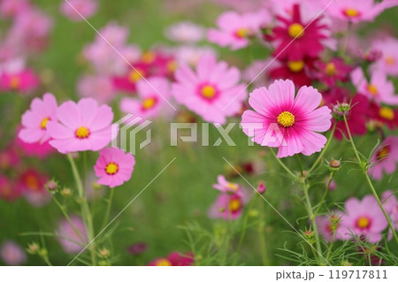 秋の日差しを浴びて輝くコスモス 119717811