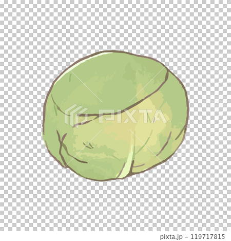 Cabbage_simple vegetable illustration hand drawn icon 119717815