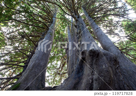 ヒバの巨樹「十二本ヤス」　五所川原市　青森県 119717828