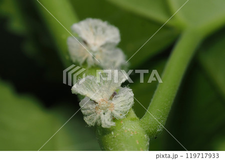 チュウゴクアミガサハゴロモ（外来種）の幼虫（後ろ姿） 119717933