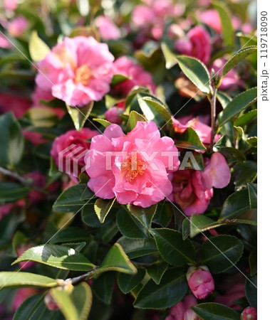 美しいサザンカ　(山茶花：Camellia sasanqua) 119718090