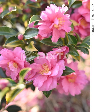 美しいサザンカ (山茶花:Camellia sasanqua) 美しいサザンカ (山茶花:Camellia sasanqua) 119718096