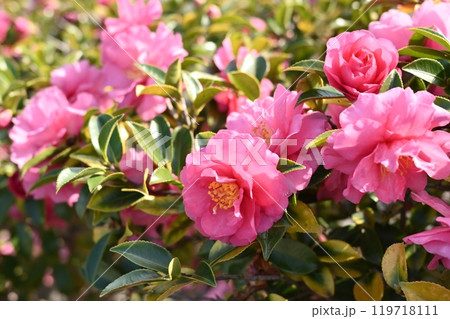 美しいサザンカ (山茶花:Camellia sasanqua) 美しいサザンカ (山茶花:Camellia sasanqua) 119718111