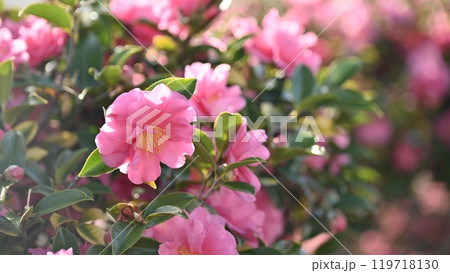 美しいサザンカ (山茶花:Camellia sasanqua) 美しいサザンカ (山茶花:Camellia sasanqua) 119718130