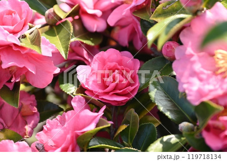 美しいサザンカ　(山茶花：Camellia sasanqua) 119718134