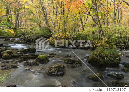 紅葉の奥入瀬渓谷 紅葉の奥入瀬渓谷 119718197