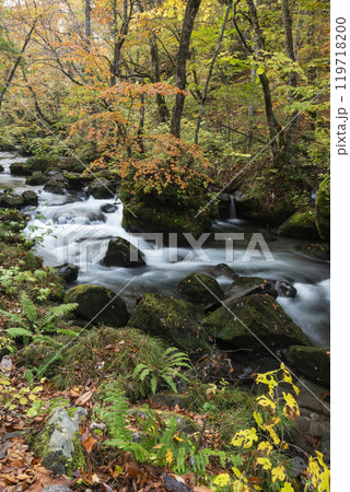 紅葉の奥入瀬渓谷 119718200