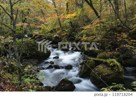 紅葉の奥入瀬渓谷 紅葉の奥入瀬渓谷 119718204