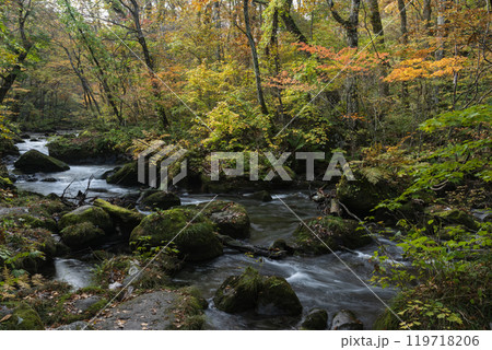 紅葉の奥入瀬渓谷 紅葉の奥入瀬渓谷 119718206