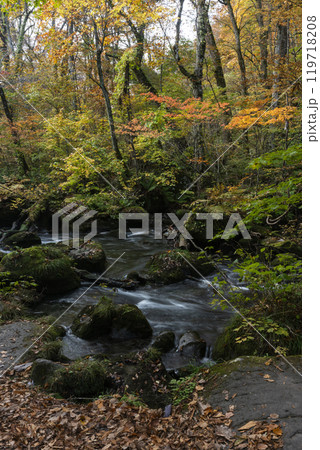 紅葉の奥入瀬渓谷 紅葉の奥入瀬渓谷 119718208