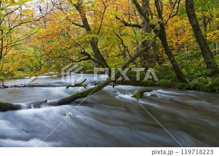 紅葉の奥入瀬渓谷 紅葉の奥入瀬渓谷 119718223