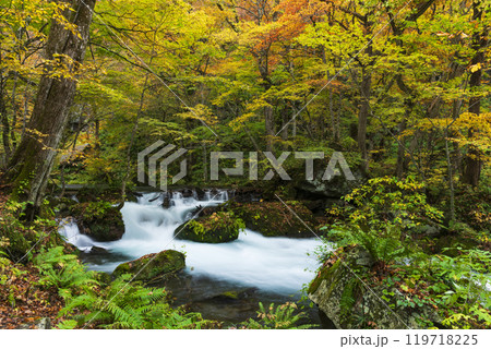 紅葉の奥入瀬渓谷 紅葉の奥入瀬渓谷 119718225