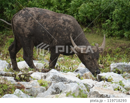 Buffalo Grazing in Dense Greenery Buffalo Grazing in Dense Greenery 119718293