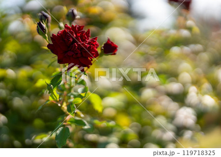 秋バラ　黒蝶 119718325