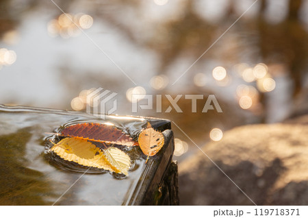 幻想的な光の中で水面に浮かぶ秋の落ち葉 119718371