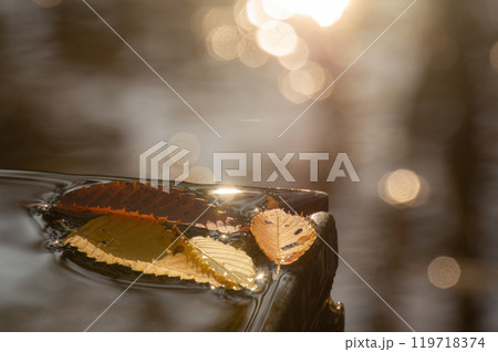 幻想的な光の中で水面に浮かぶ秋の落ち葉 幻想的な光の中で水面に浮かぶ秋の落ち葉 119718374