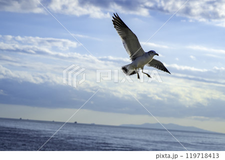 飛び交うウミネコ 119718413