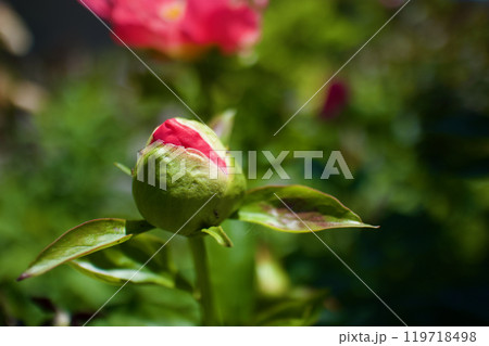 生薬である「立てば芍薬」、品種はポーラフェイ、花言葉は「恥じらい」「はにかみ」。 119718498