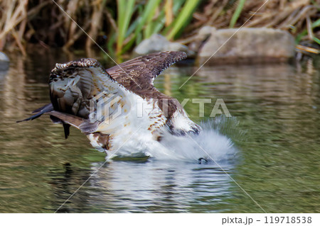 獲物を捕るため水面に突っ込むミサゴ 獲物を捕るため水面に突っ込むミサゴ 119718538