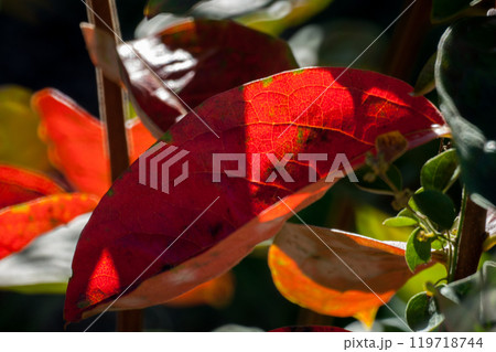 柿の紅葉 119718744