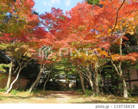 山口県覚苑寺の紅葉 119718819