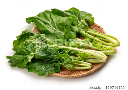 大和まな、奈良県在来の葉物野菜 119719122