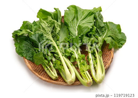 大和まな、奈良県在来の葉物野菜 大和まな、奈良県在来の葉物野菜 119719123