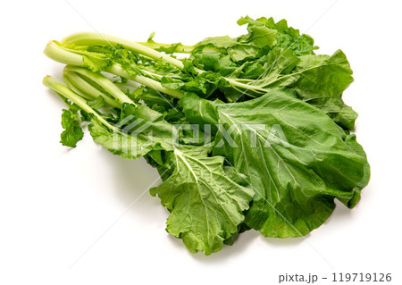 大和まな、奈良県在来の葉物野菜 大和まな、奈良県在来の葉物野菜 119719126