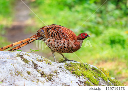 赤い羽根が美しい大きなヤマドリ（キジ科）の立派なオス 繁殖期で縄張りに入ったものを激しく攻撃する 119719178