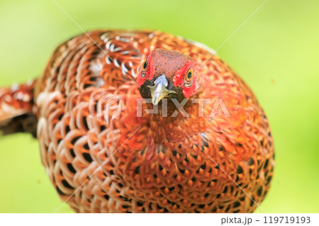 赤い羽根が美しい大きなヤマドリ（キジ科）の立派なオス 繁殖期で縄張りに入ったものを激しく攻撃する 119719193