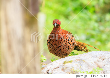 赤い羽根が美しい大きなヤマドリ（キジ科）の立派なオス 繁殖期で縄張りに入ったものを激しく攻撃する 119719216
