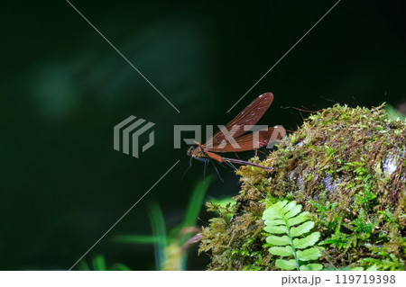 新緑の林で飛び回る美しいミヤマカワトンボ（カワトンボ科） 東京都あきる野市、日の出山登山道他2024 119719398