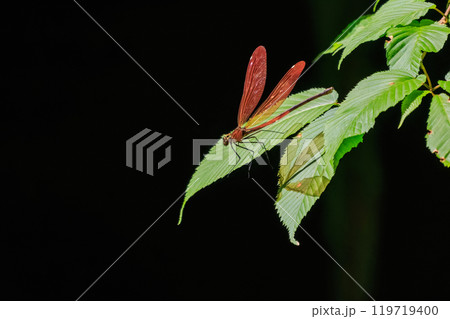 新緑の林で飛び回る美しいミヤマカワトンボ(カワトンボ科) 東京都あきる野市、日の出山登山道他2024 新緑の林で飛び回る美しいミヤマカワトンボ(カワトンボ科) 東京都あきる野市、日の出山登山道他2024 119719400
