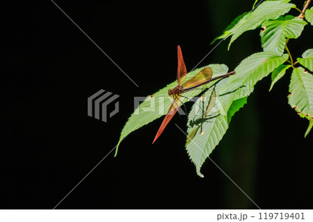 新緑の林で飛び回る美しいミヤマカワトンボ（カワトンボ科） 東京都あきる野市、日の出山登山道他2024 119719401