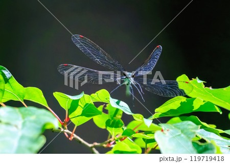 新緑の林で飛び回る美しいニホンカワトンボ（カワトンボ科） 東京都あきる野市、日の出山登山道他2024 119719418