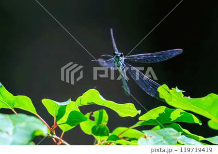 新緑の林で飛び回る美しいニホンカワトンボ(カワトンボ科) 東京都あきる野市、日の出山登山道他2024 新緑の林で飛び回る美しいニホンカワトンボ(カワトンボ科) 東京都あきる野市、日の出山登山道他2024 119719419