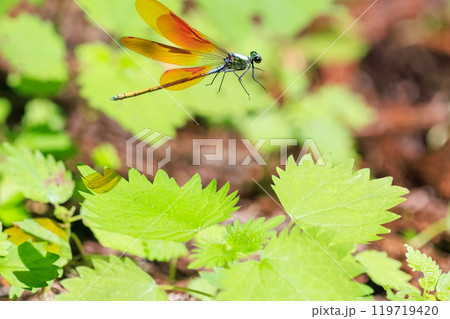 新緑の林で飛び回る美しいニホンカワトンボ（カワトンボ科） 東京都あきる野市、日の出山登山道他2024 119719420