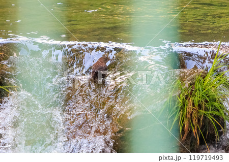 小川で餌を探す綺麗なカワガラス（カワガラス科） 水が得意なので滝の中にも飛び込む 日の出山登山道24 119719493