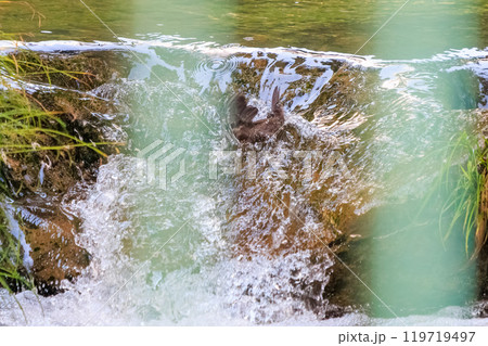 小川で餌を探す綺麗なカワガラス(カワガラス科) 水が得意なので滝の中にも飛び込む 日の出山登山道24 小川で餌を探す綺麗なカワガラス(カワガラス科) 水が得意なので滝の中にも飛び込む 日の出山登山道24 119719497