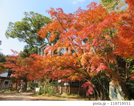 青空と紅葉 山口県覚苑寺 青空と紅葉 山口県覚苑寺 119719551
