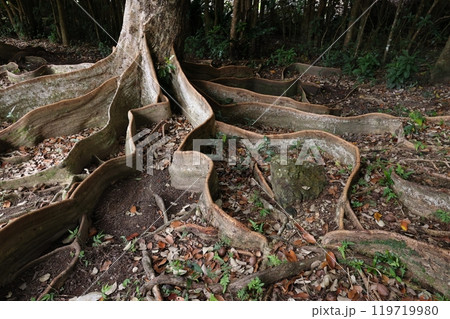 自然　植物　サキシマスオウノキ、マングローブ付近の軟弱地盤で巨体を支える為こんな根になったそうです 119719980