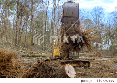Uprooting of trees during preparation land for construction house Uprooting of trees during preparation land for construction house 119720435