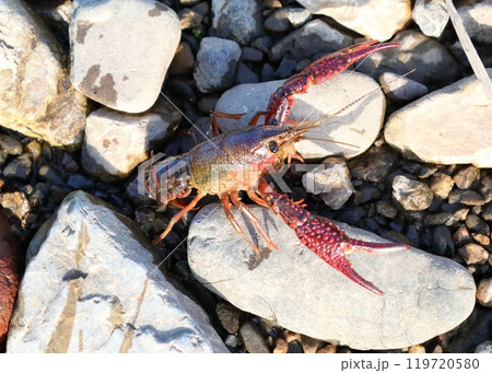 アメリカザリガニ アメリカザリガニ 119720580