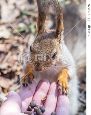 A squirrel in the spring or autumn eats nuts from a human hand. Eurasian red squirrel, Sciurus vulgaris A squirrel in the spring or autumn eats nuts from a human hand. Eurasian red squirrel, Sciurus vulgaris 119720620