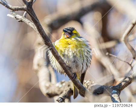 Eurasian siskin male, latin name spinus spinus, sitting on branch of tree. Cute little yellow songbird. Eurasian siskin male, latin name spinus spinus, sitting on branch of tree. Cute little yellow songbird. 119720624