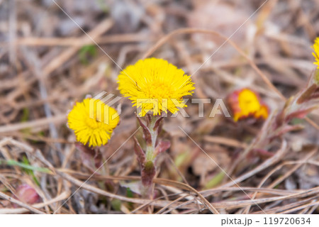 The spring primroses. The bright yellow flowers of coltsfoot in the sunshine. 119720634